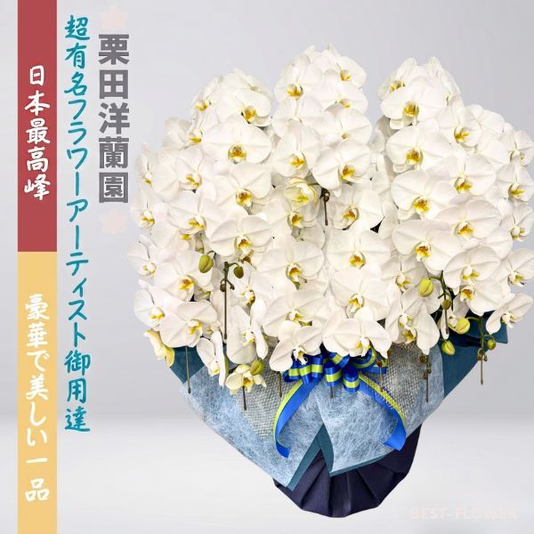 栗田洋蘭園 胡蝶蘭10本立100輪～120輪※納期要相談