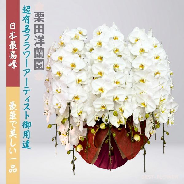 栗田洋蘭園 胡蝶蘭10本立160輪以上(3色展開)※納期要相談