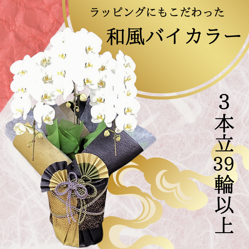 胡蝶蘭画像