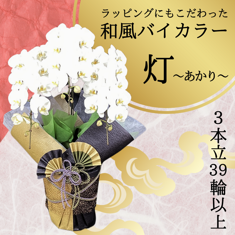 胡蝶蘭画像