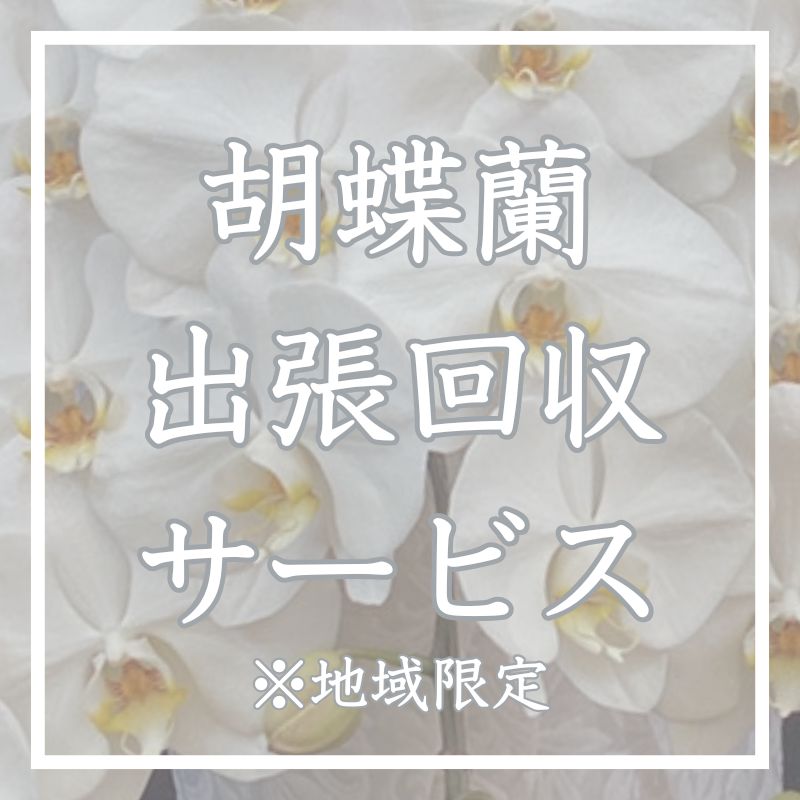 胡蝶蘭画像