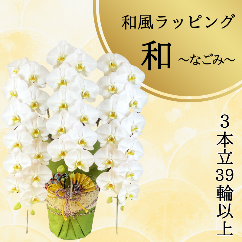 胡蝶蘭画像