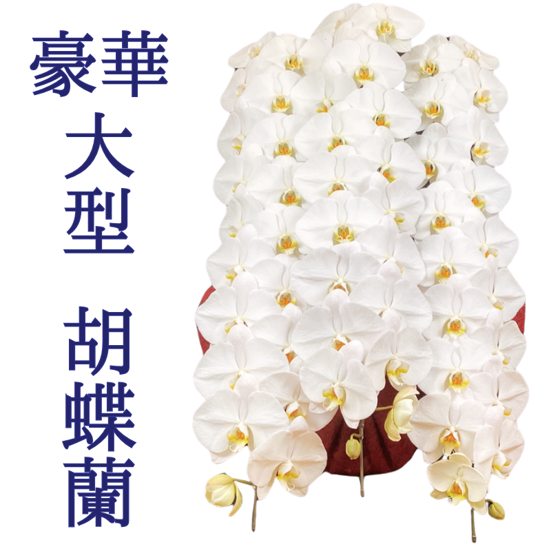 胡蝶蘭画像