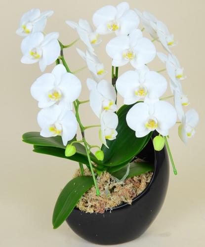 ミディ胡蝶蘭 胡蝶蘭通販ベストフラワー