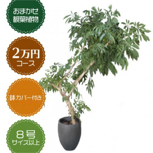 胡蝶蘭画像