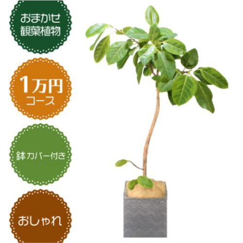 胡蝶蘭画像