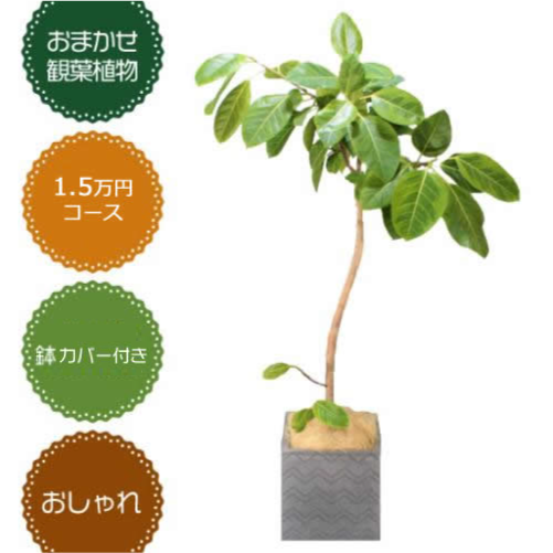 胡蝶蘭画像