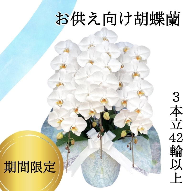 胡蝶蘭画像