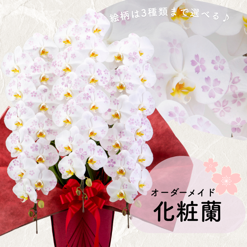 胡蝶蘭画像