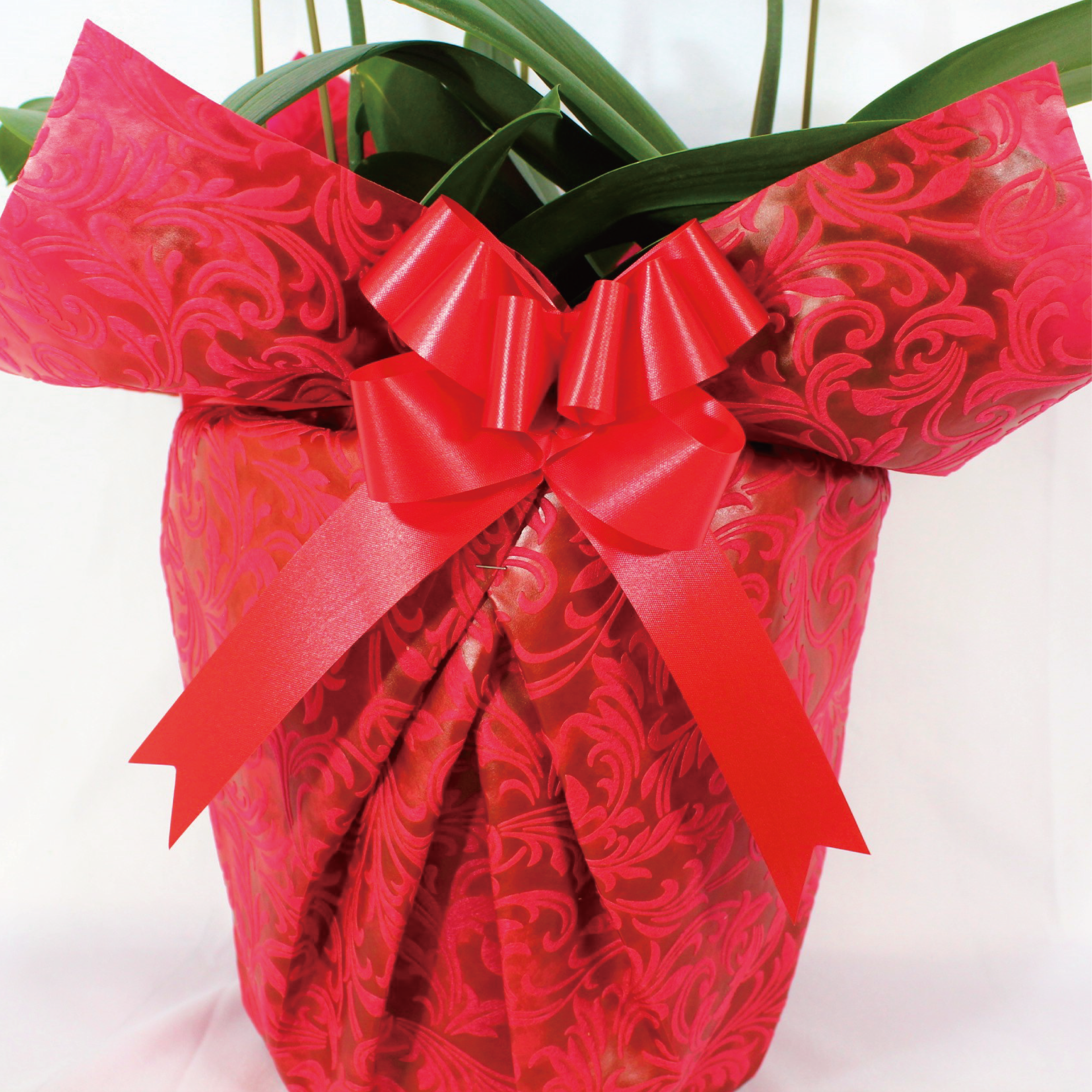 シンプル/柄レッド