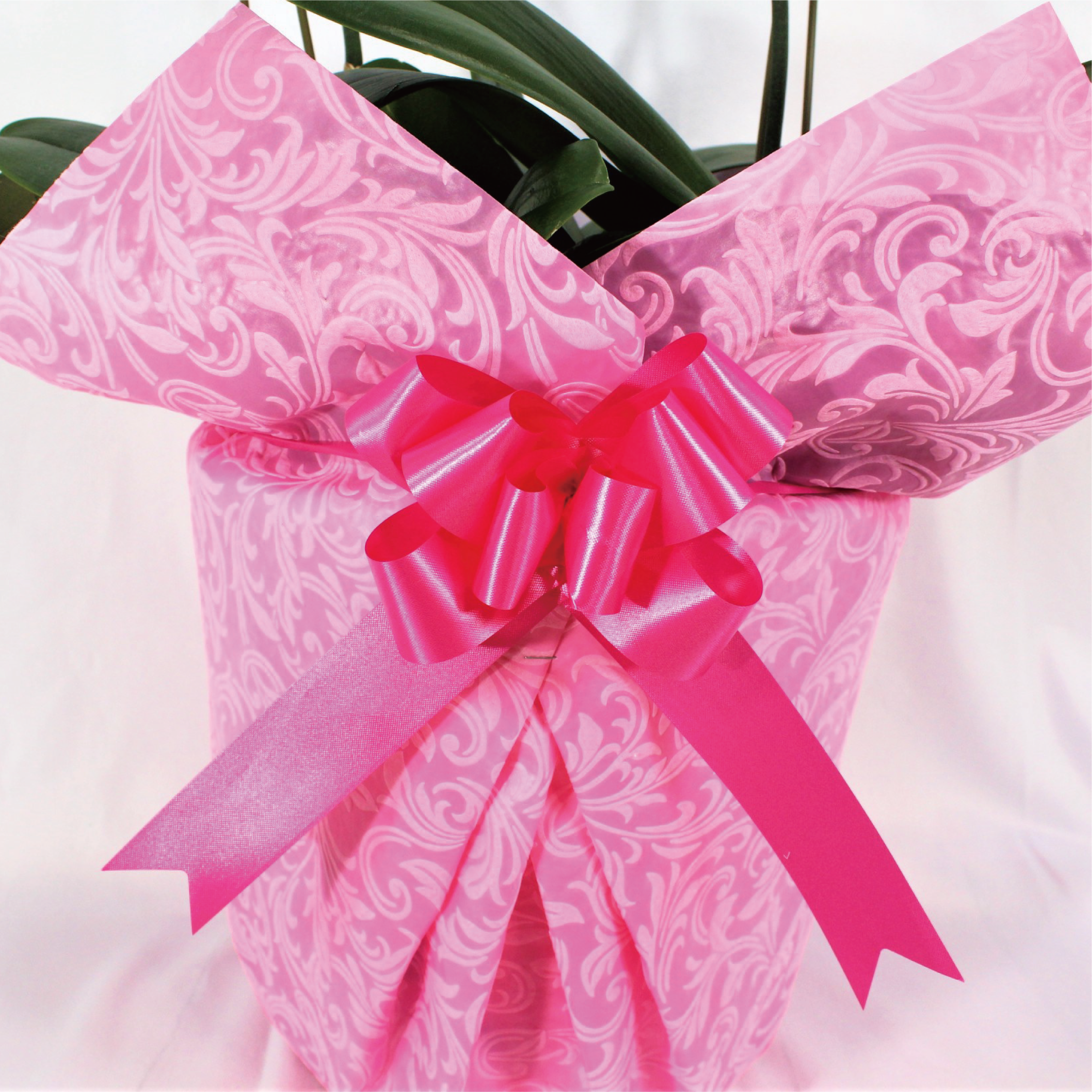 シンプル/柄ピンク