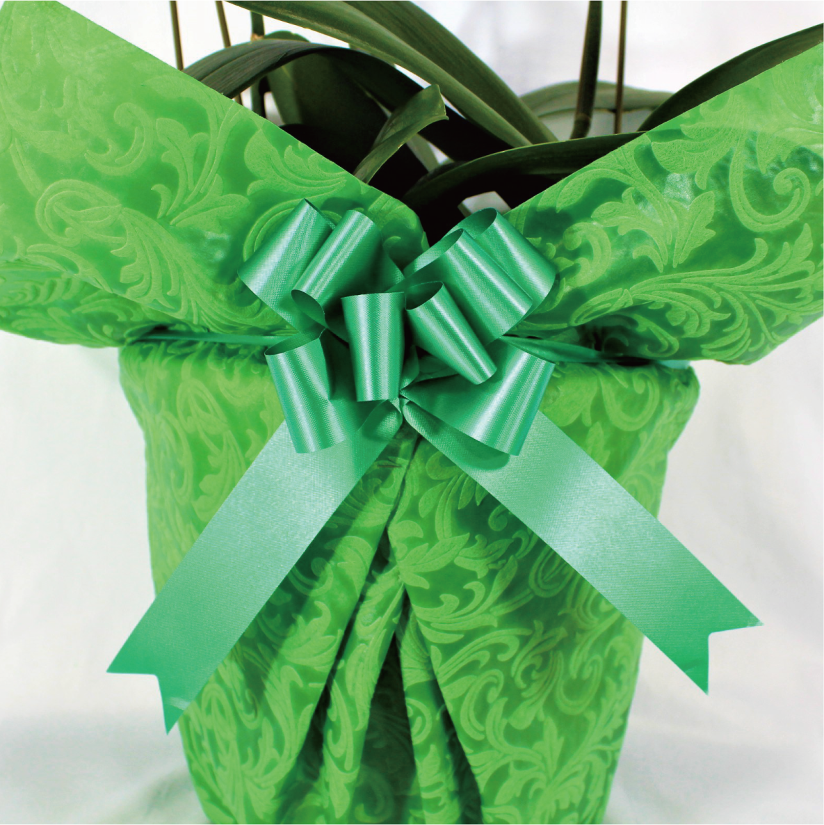 シンプル/柄グリーン