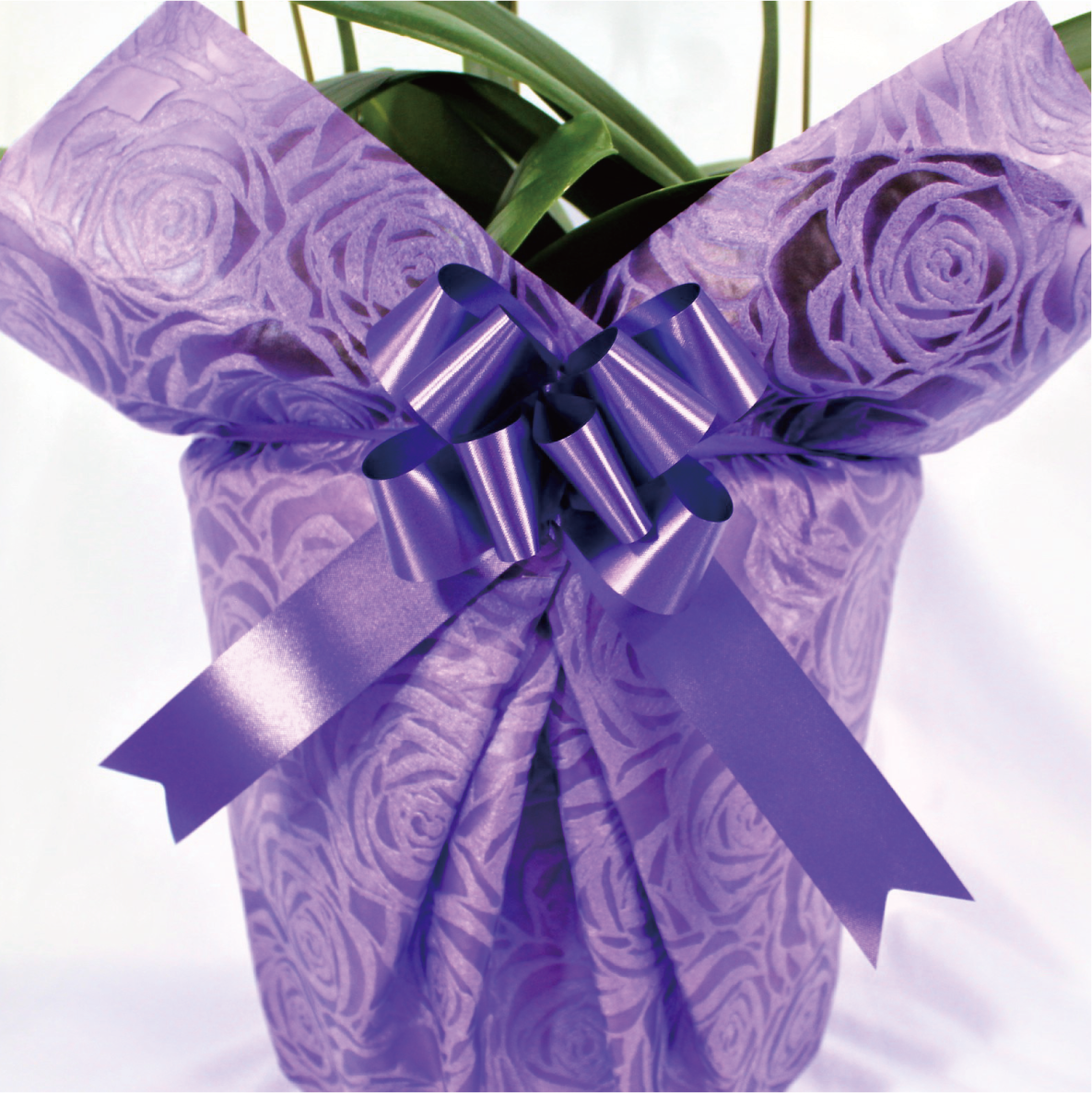 シンプル/柄パープル