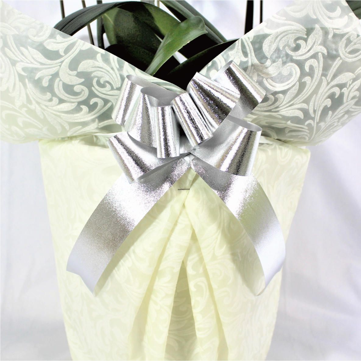 シンプル/柄ホワイト・シルバーリボン