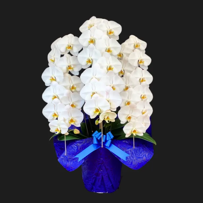 埼玉県 受賞 胡蝶蘭お届け実例