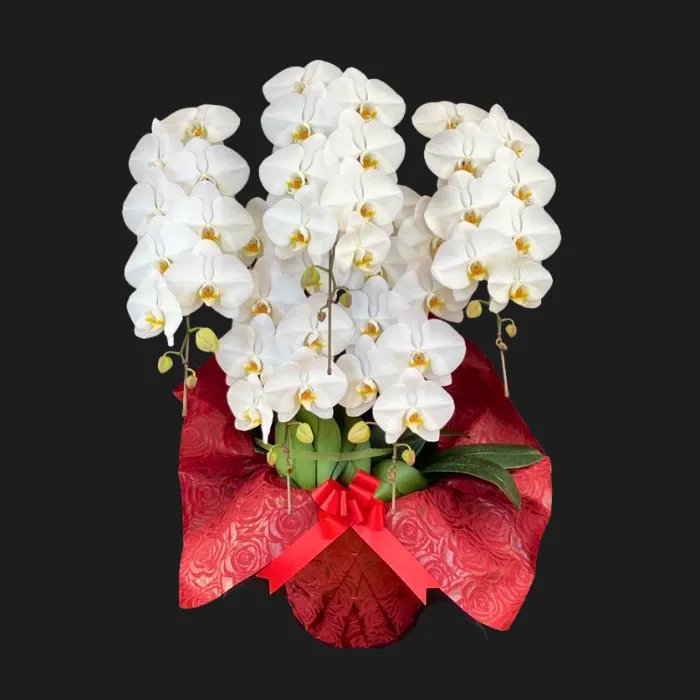 大阪 開店祝い 胡蝶蘭3本立ち