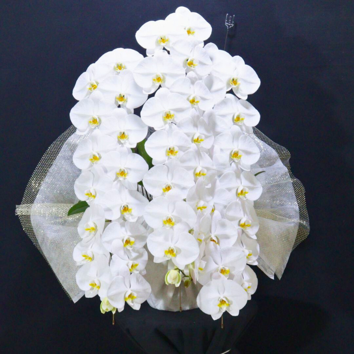 愛知県 開店祝い 胡蝶蘭3本立ち