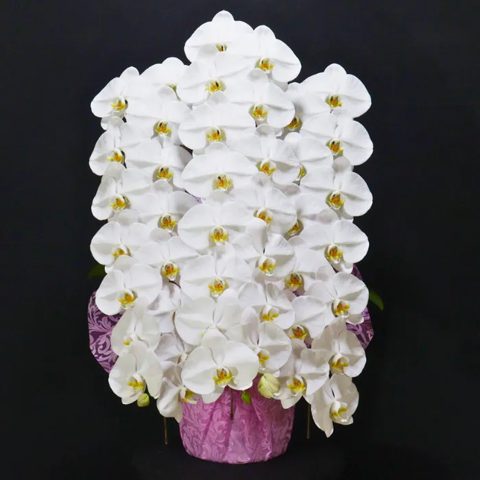 大阪府 お祝い胡蝶蘭