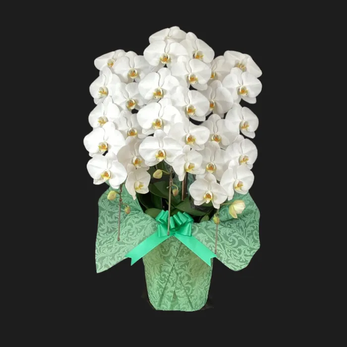 長野県 お祝い 就任