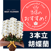 胡蝶蘭 おすすめ３本立