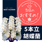 胡蝶蘭 おすすめ５本立