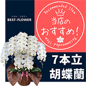胡蝶蘭 おすすめ７本立