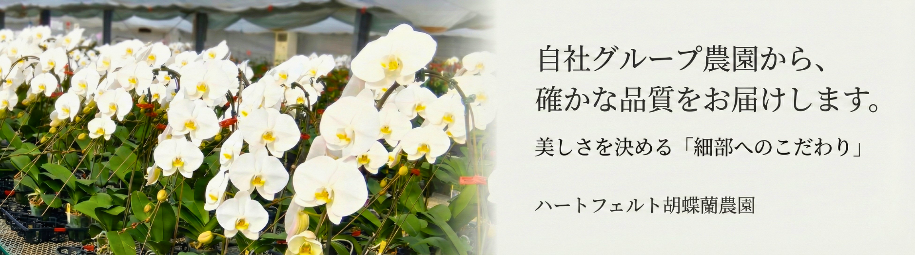自社グループ農園から高品質の胡蝶蘭をお届け