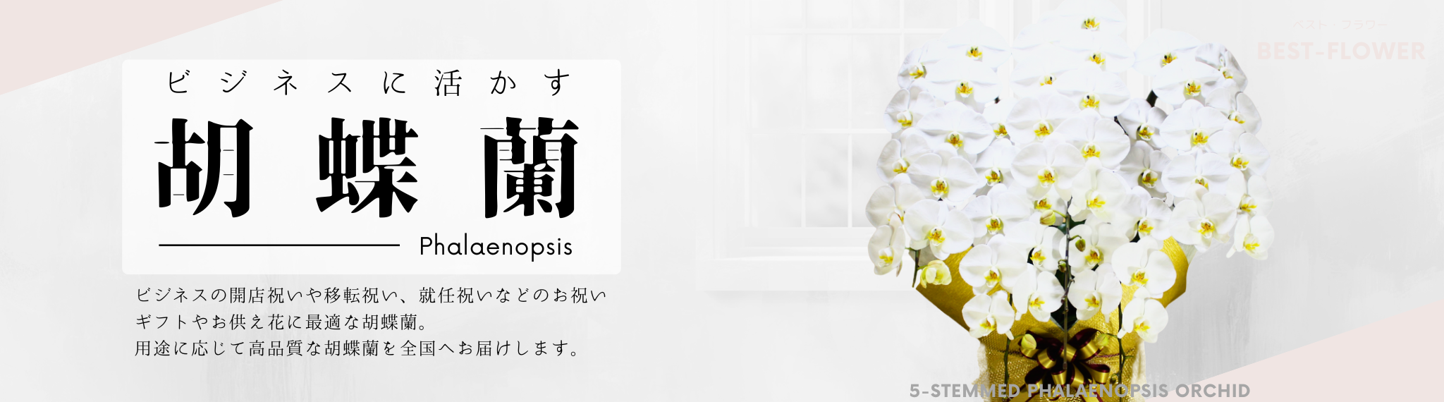 ビジネス用途の胡蝶蘭