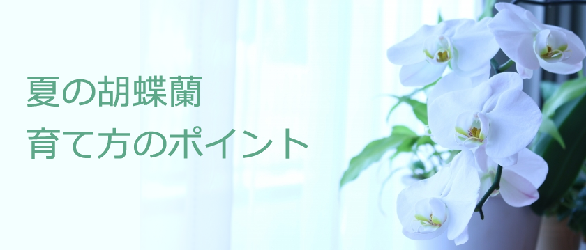 日本の夏における胡蝶蘭の育て方