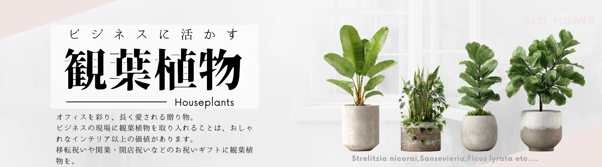ビジネス用途の観葉植物