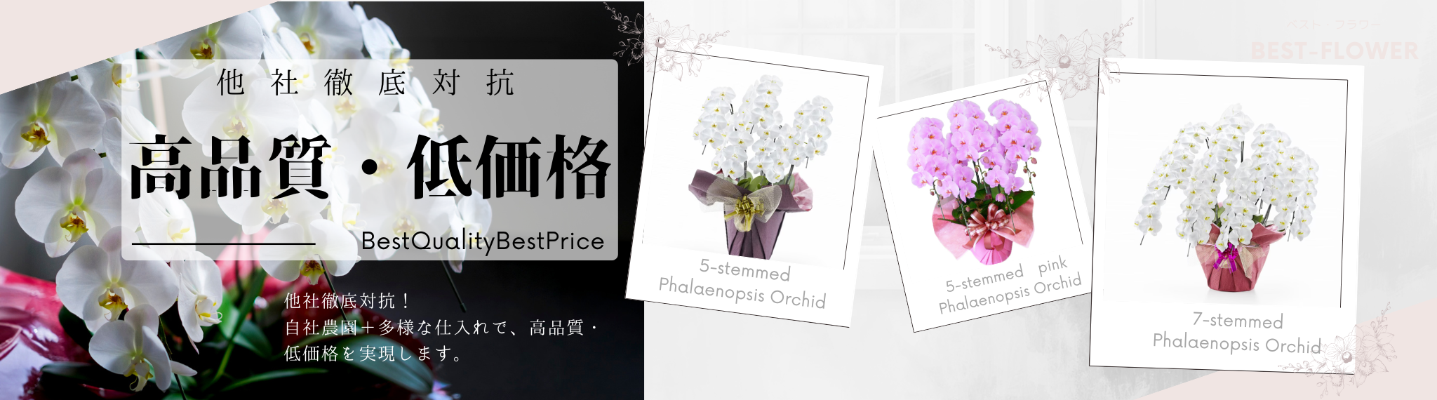 高品質低価格の胡蝶蘭