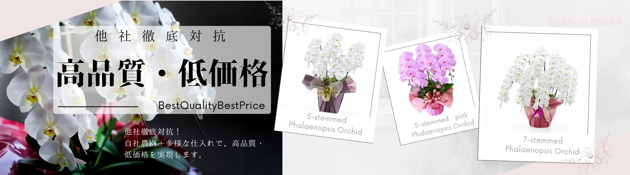 高品質低価格の胡蝶蘭