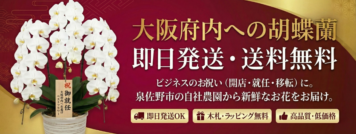 大阪府内への胡蝶蘭 即日発送・送料無料