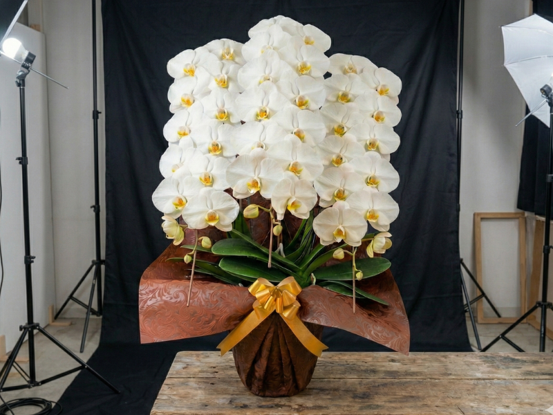 実際にお届けする胡蝶蘭の写真