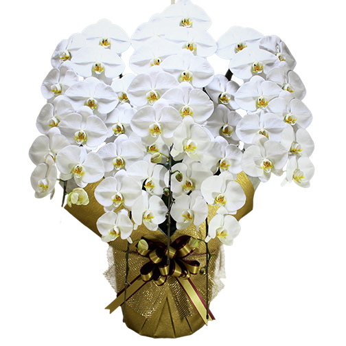 白大輪5本立ち50輪