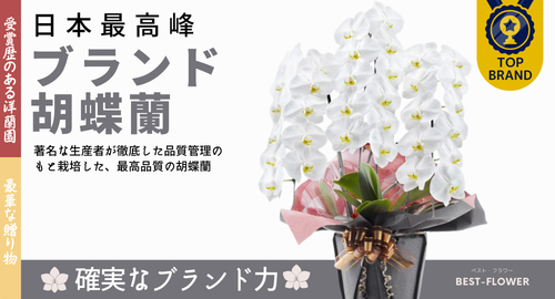 ブランド胡蝶蘭
