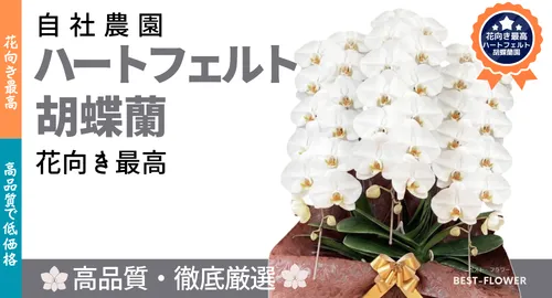 ハートフェルト胡蝶蘭園の胡蝶蘭