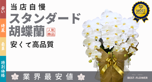 ベストフラワー一押しの安くて高品質の胡蝶蘭