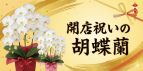 開店祝いの胡蝶蘭は、こちらから。