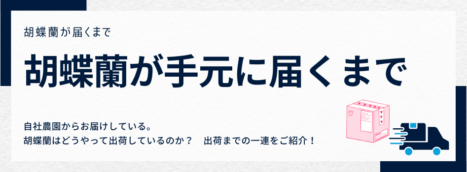 ご注文から胡蝶蘭が手元に届くまでの流れと梱包