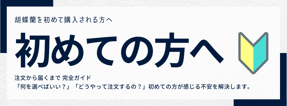 初めて胡蝶蘭を注文する方への安心ガイド