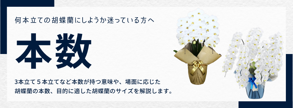 胡蝶蘭の「本数（3本立て・5本立て）」の意味と違い