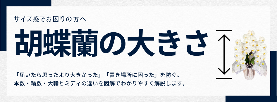 胡蝶蘭の種類と色・サイズの選び方