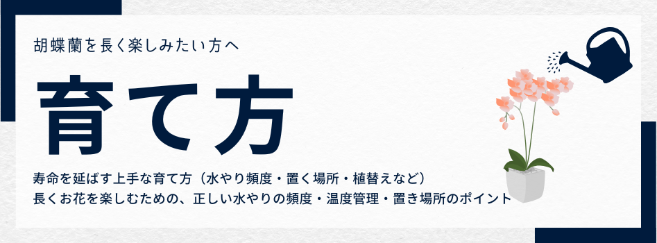 胡蝶蘭の長持ちする育て方・水やりと温度管理のコツ