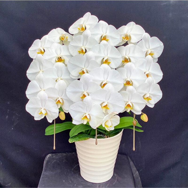 綺麗に整列した胡蝶蘭