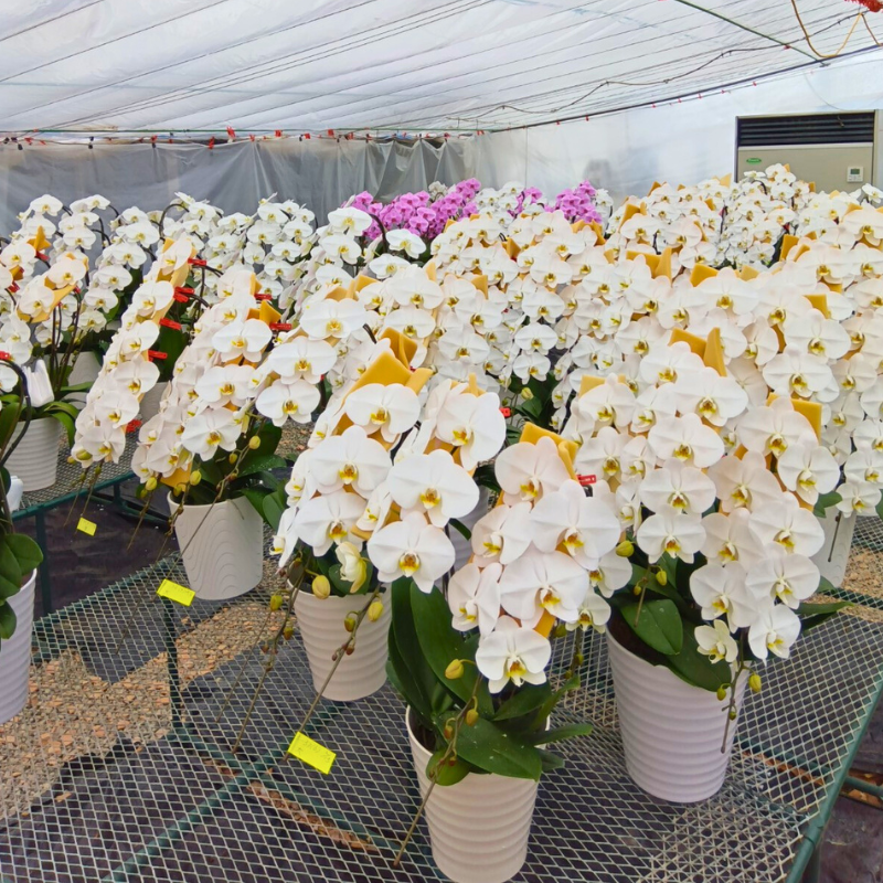 ベストフラワーの胡蝶蘭