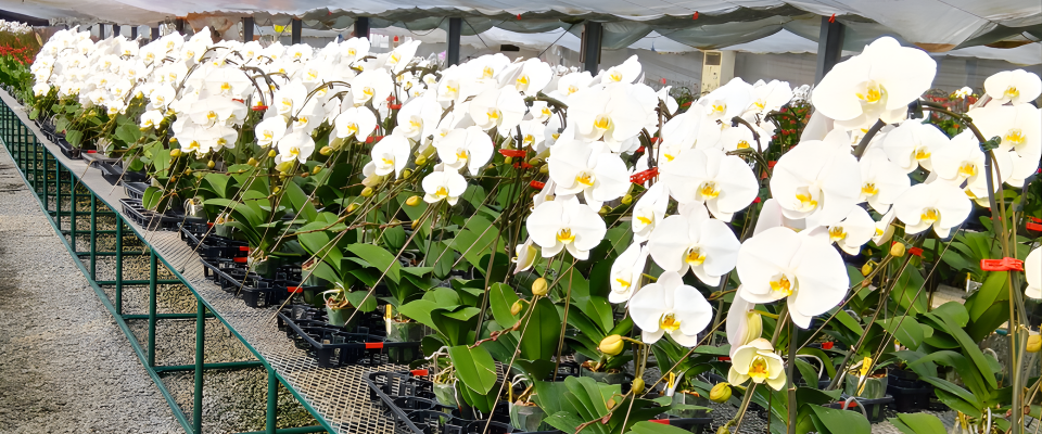 大阪府泉佐野市にあるグループ農園の様子