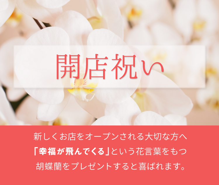 新しくお店をオープンされる大切な方へ「幸福が飛んでくる」という花言葉をもつ胡蝶蘭をプレゼントすると喜ばれます。