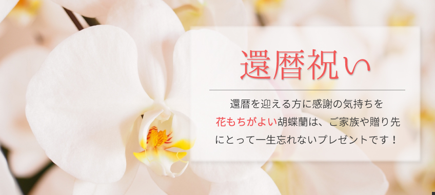 還暦祝いは 胡蝶蘭通販ベストフラワー販売のお花をご検討ください 胡蝶蘭通販ベストフラワー