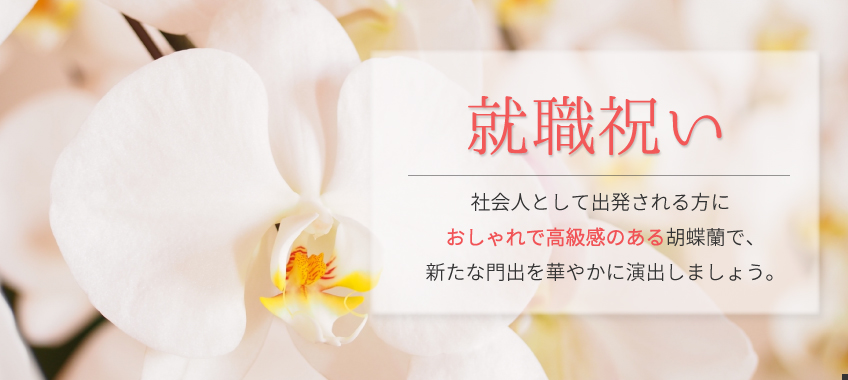 昇進のお祝い 就職のお祝い